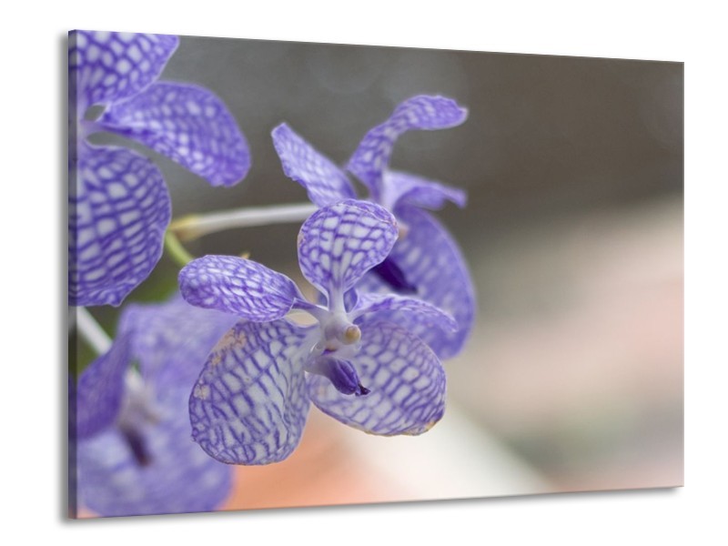 Glas schilderij Orchidee | Blauw, Wit, Grijs | 100x70cm 1Luik