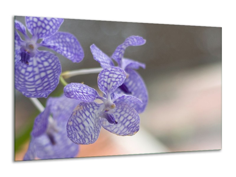 Canvas schilderij Orchidee | Blauw, Wit, Grijs | 120x70cm 1Luik