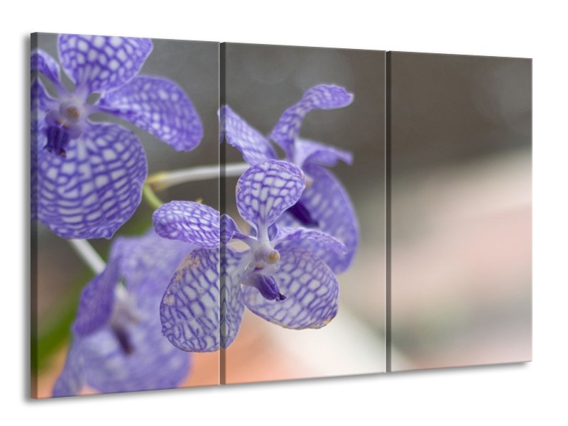 Glas schilderij Orchidee | Blauw, Wit, Grijs | 165x100cm 3Luik