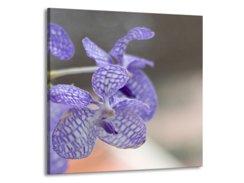 Canvas schilderij Orchidee | Blauw, Wit, Grijs | 50x50cm 1Luik
