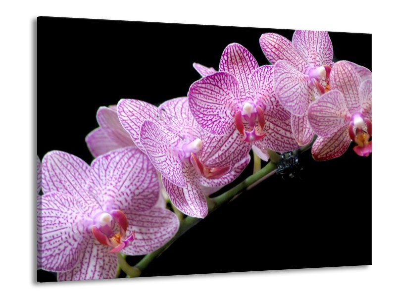 Canvas schilderij Orchidee | Paars, Zwart | 100x70cm 1Luik