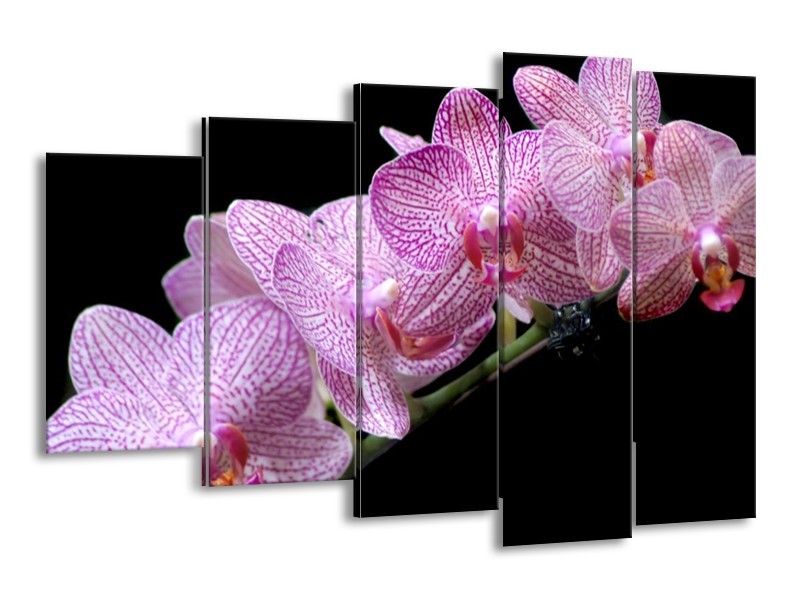 Canvas schilderij Orchidee | Paars, Zwart | 150x100cm 5Luik