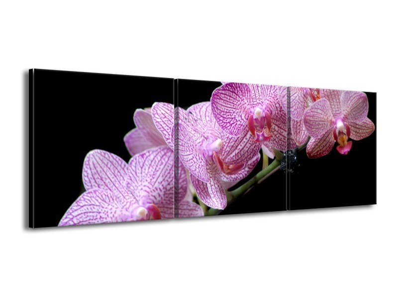 Canvas schilderij Orchidee | Paars, Zwart | 150x50cm 3Luik