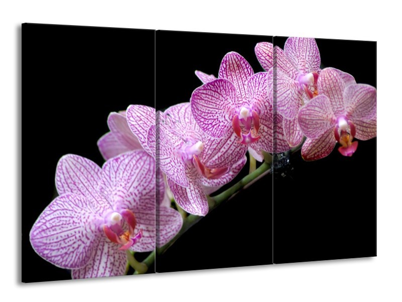 Canvas schilderij Orchidee | Paars, Zwart | 165x100cm 3Luik