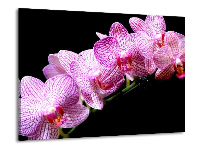 Canvas schilderij Orchidee | Paars, Wit, Zwart | 100x70cm 1Luik