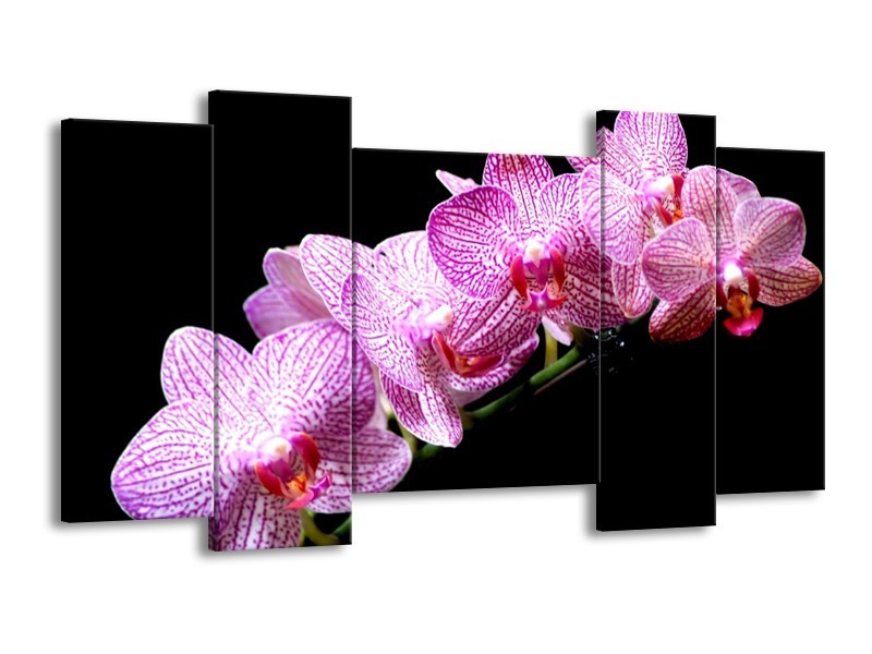 Canvas schilderij Orchidee | Paars, Wit, Zwart | 120x65 5Luik