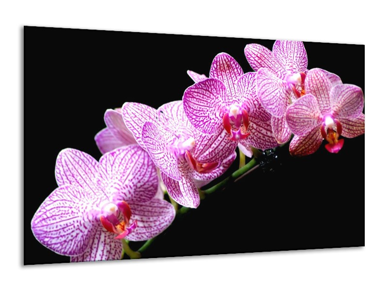 Canvas schilderij Orchidee | Paars, Wit, Zwart | 120x70cm 1Luik