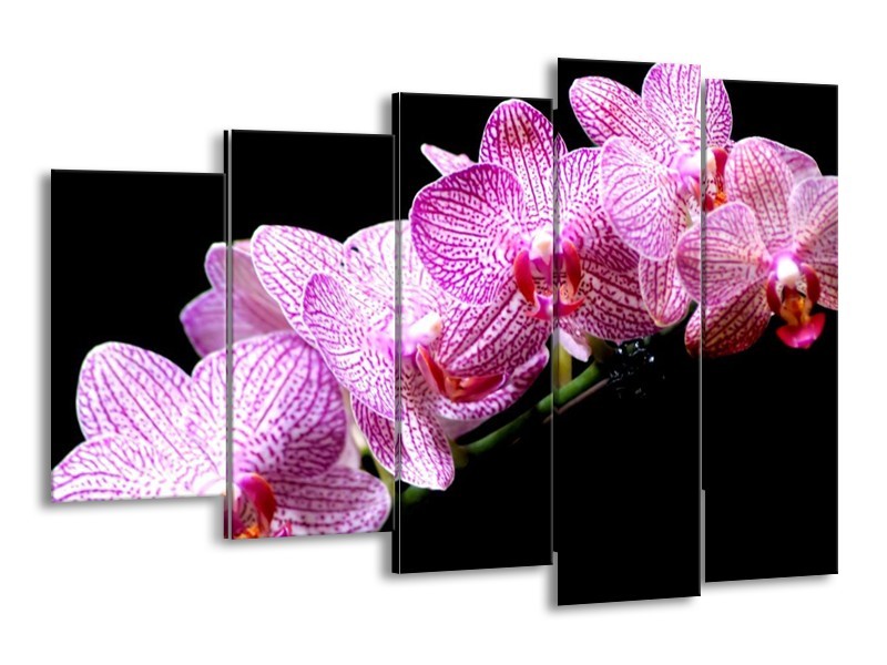 Canvas schilderij Orchidee | Paars, Wit, Zwart | 150x100cm 5Luik