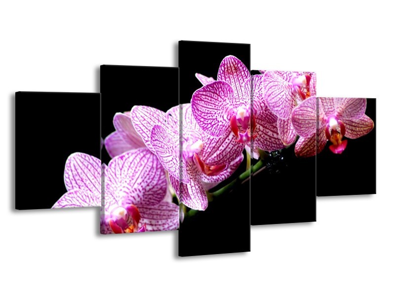 Canvas schilderij Orchidee | Paars, Wit, Zwart | 150x80cm 5Luik