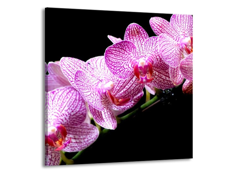 Canvas schilderij Orchidee | Paars, Wit, Zwart | 70x70cm 1Luik