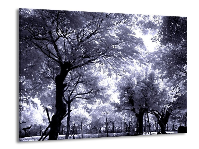 Glas schilderij Bomen | Grijs, Wit, Zwart | 100x70cm 1Luik