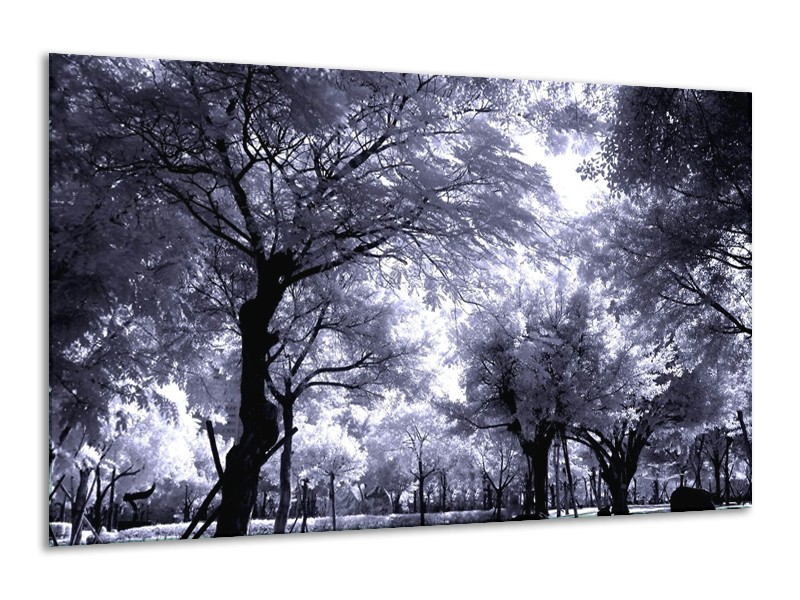 Glas schilderij Bomen | Grijs, Wit, Zwart | 120x70cm 1Luik