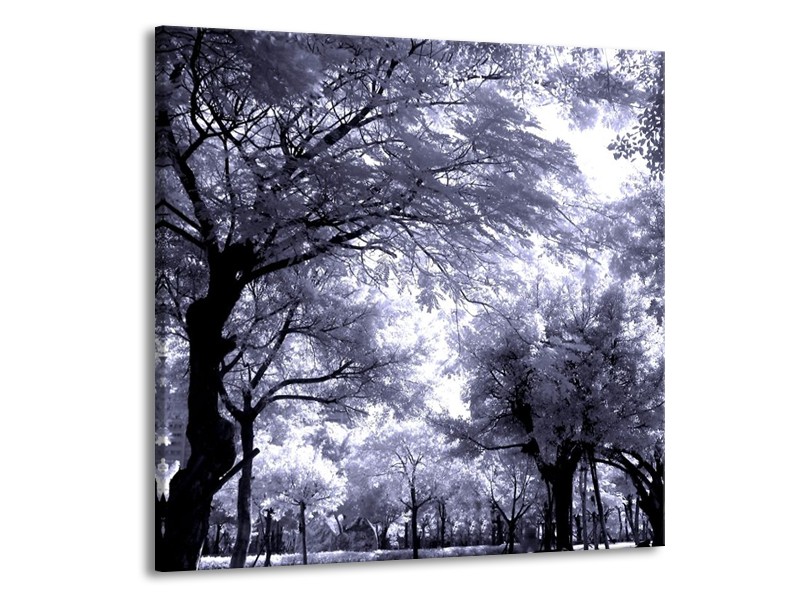 Glas schilderij Bomen | Grijs, Wit, Zwart | 50x50cm 1Luik