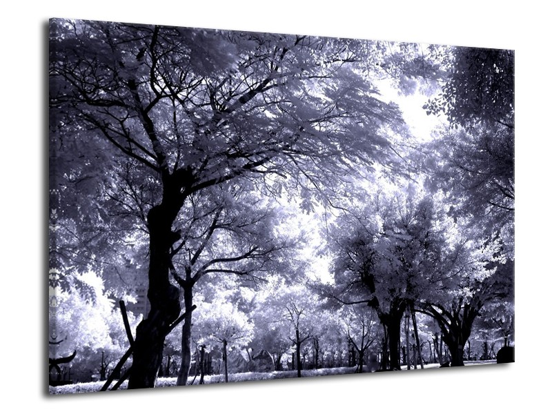 Glas schilderij Bomen | Grijs, Wit, Zwart | 70x50cm 1Luik