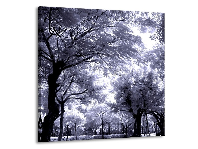 Glas schilderij Bomen | Grijs, Wit, Zwart | 70x70cm 1Luik