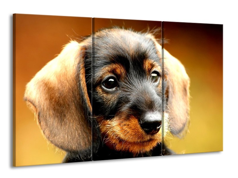 Canvas schilderij Hond | Bruin, Geel, Zwart | 165x100cm 3Luik