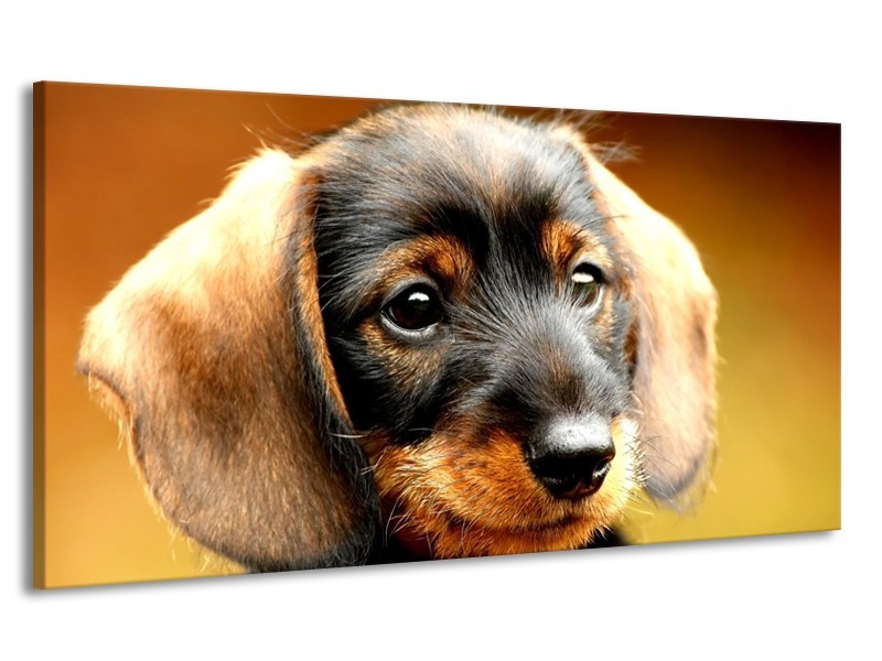 Canvas schilderij Hond | Bruin, Geel, Zwart | 170x90cm 1Luik