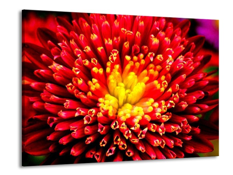 Glas schilderij Natuur | Rood, Geel | 100x70cm 1Luik