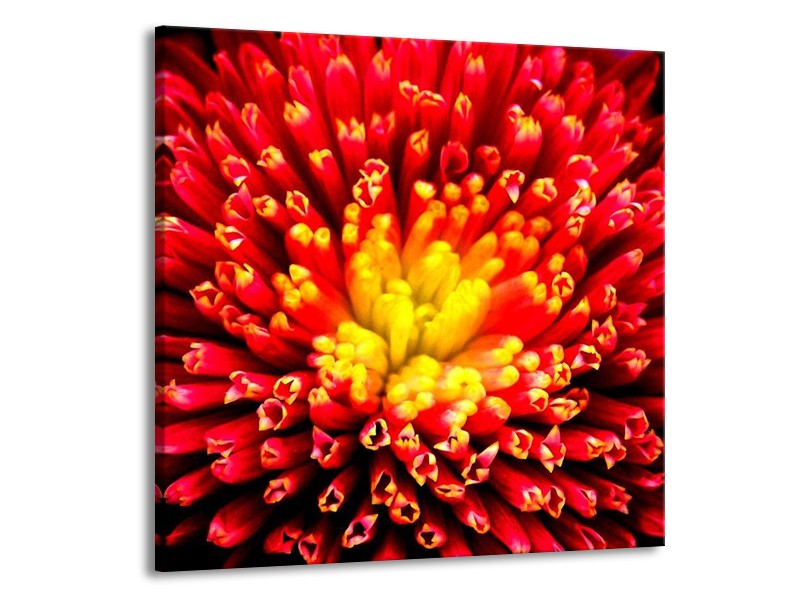 Canvas schilderij Natuur | Rood, Geel | 50x50cm 1Luik