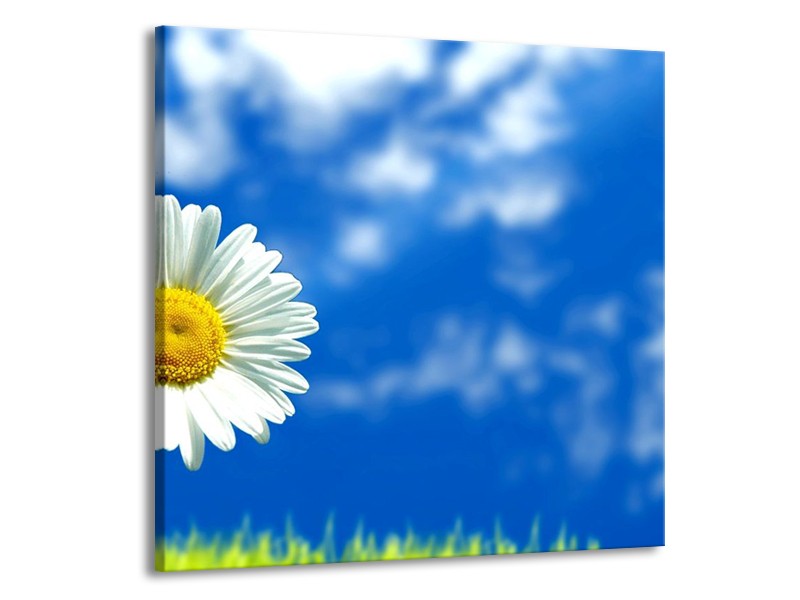 Glas schilderij Bloem | Blauw, Wit, Geel | 50x50cm 1Luik
