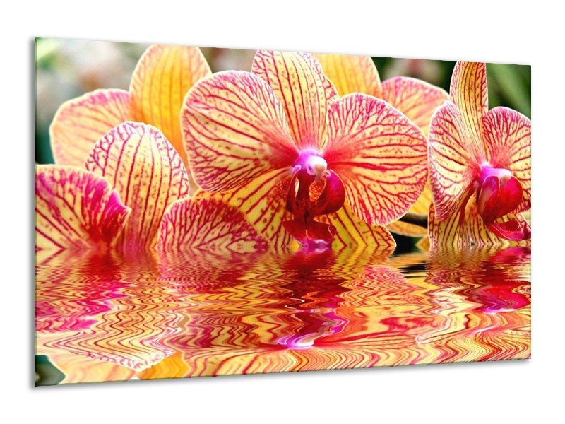 Canvas schilderij Orchidee | Geel, Rood, Wit | 120x70cm 1Luik