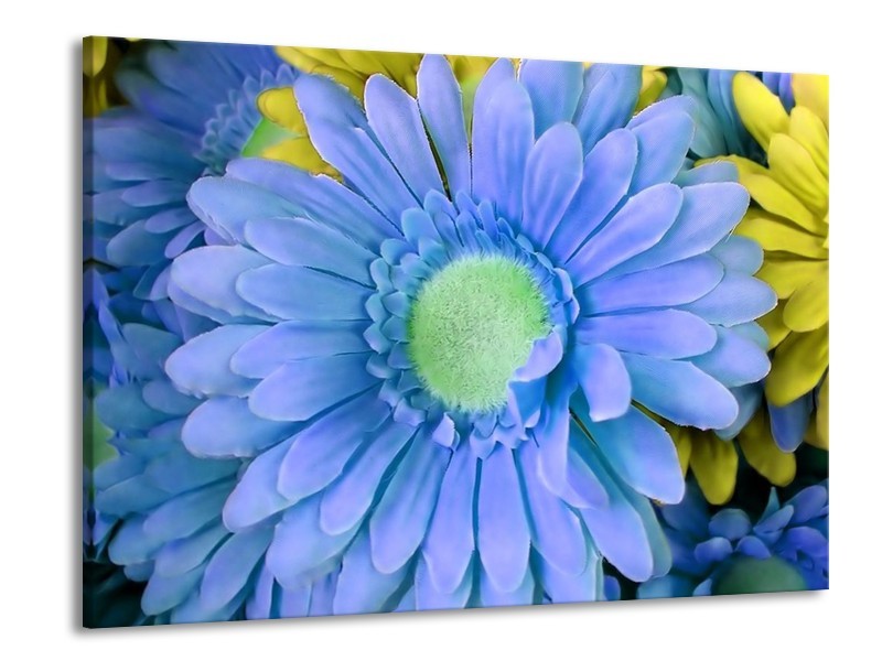 Canvas schilderij Gerbera | Blauw, Geel, Groen | 100x70cm 1Luik