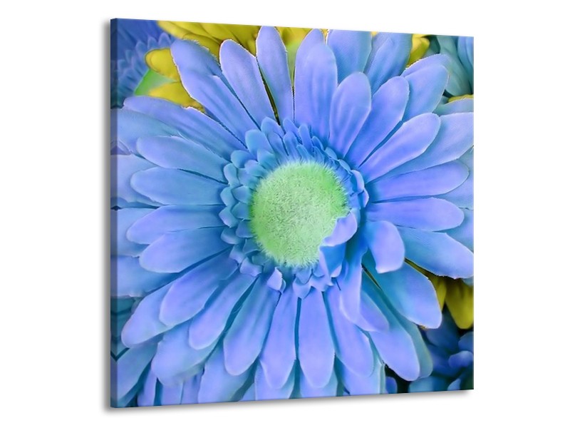 Glas schilderij Gerbera | Blauw, Geel, Groen | 70x70cm 1Luik