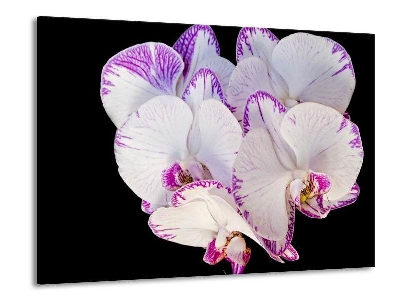 Canvas schilderij Orchidee | Paars, Zwart, Wit | 100x70cm 1Luik
