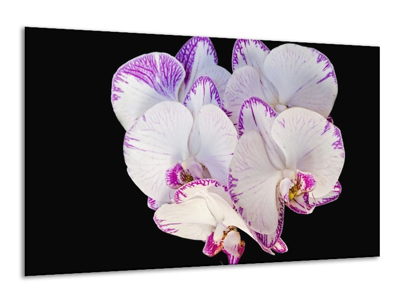 Canvas schilderij Orchidee | Paars, Zwart, Wit | 120x70cm 1Luik