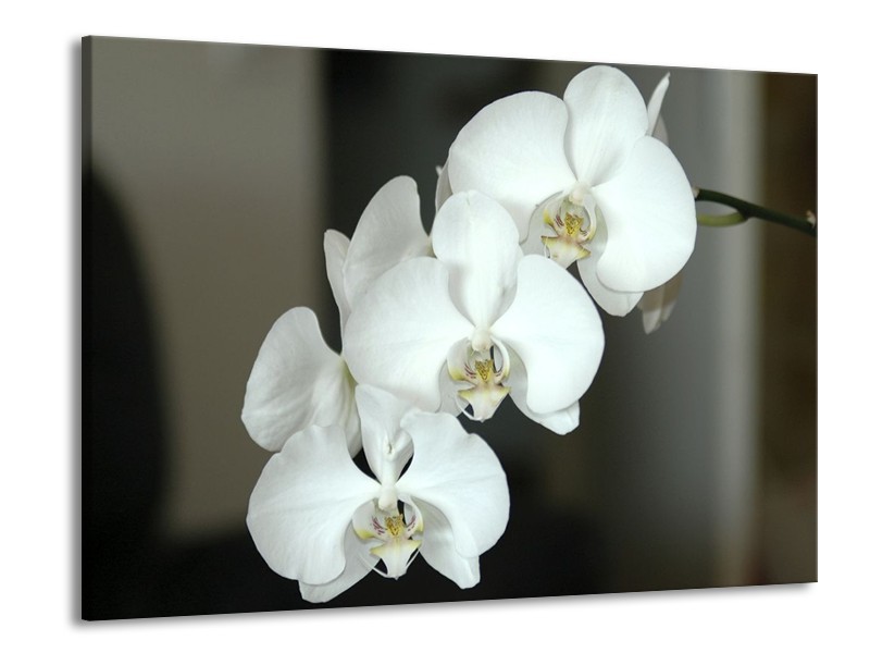 Canvas schilderij Orchidee | Wit, Zwart, Grijs | 100x70cm 1Luik