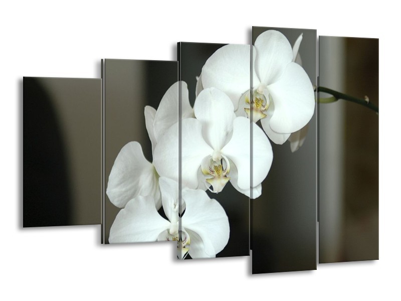 Canvas schilderij Orchidee | Wit, Zwart, Grijs | 150x100cm 5Luik