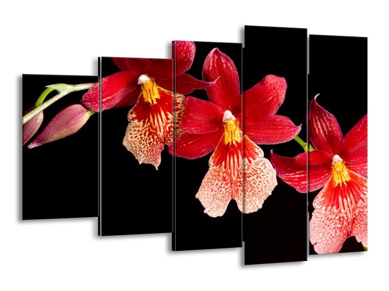 Canvas schilderij Bloem | Rood, Zwart, Geel | 150x100cm 5Luik