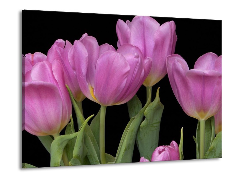 Canvas schilderij Tulpen | Paars, Groen, Zwart | 100x70cm 1Luik