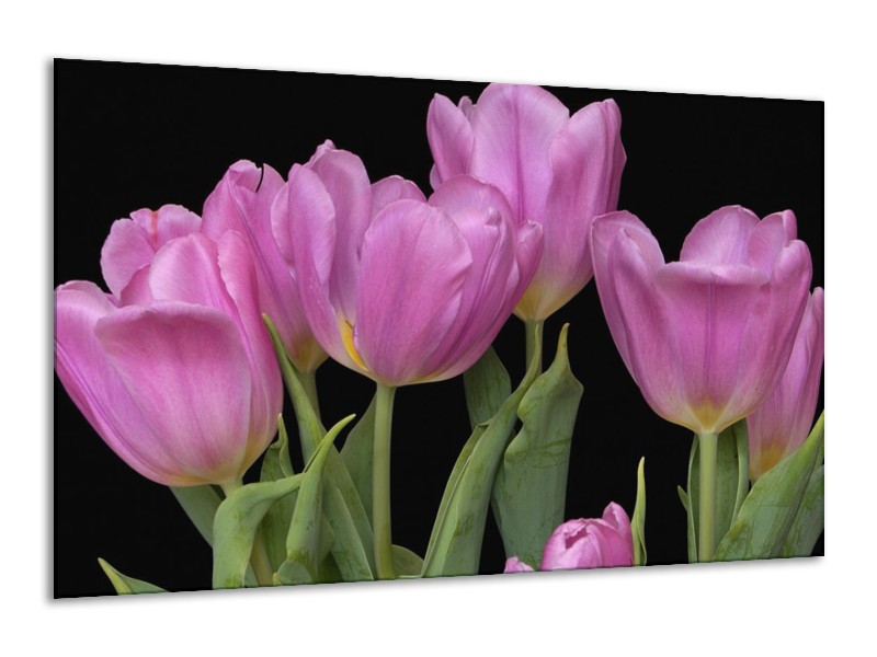 Canvas schilderij Tulpen | Paars, Groen, Zwart | 120x70cm 1Luik