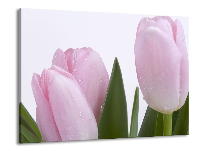 Canvas schilderij Tulpen | Roze, Wit, Groen | 100x70cm 1Luik