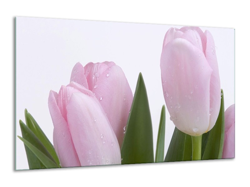 Canvas schilderij Tulpen | Roze, Wit, Groen | 120x70cm 1Luik