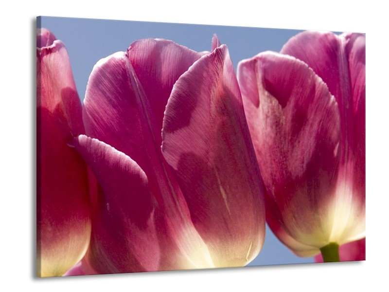 Canvas schilderij Tulpen | Wit, Paars | 100x70cm 1Luik