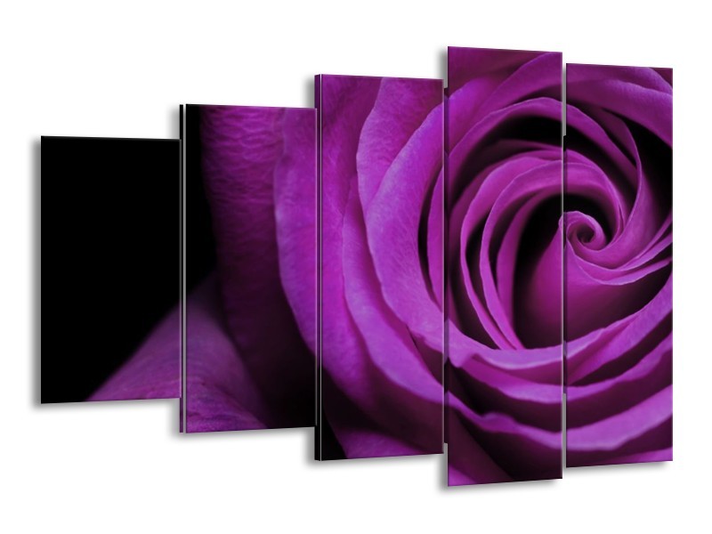 Canvas schilderij Roos | Paars, Zwart | 150x100cm 5Luik