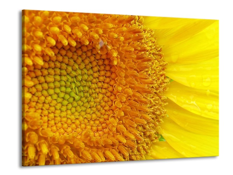 Canvas schilderij Bloemen | Geel, Oranje | 100x70cm 1Luik
