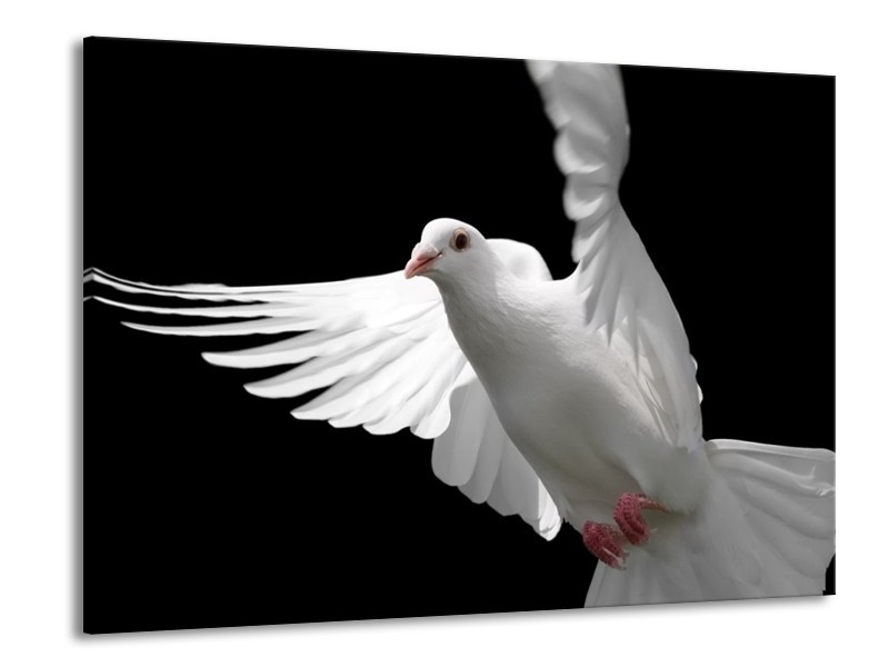 Canvas schilderij Vogel | Wit, Zwart, Grijs | 100x70cm 1Luik