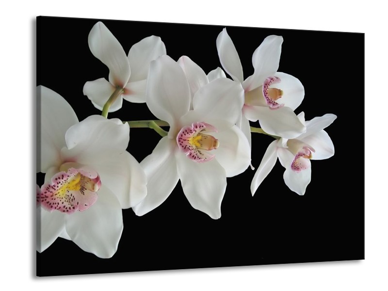 Glas schilderij Orchidee | Wit, Zwart, Geel | 100x70cm 1Luik