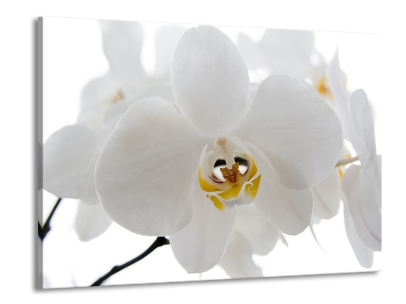 Canvas schilderij Orchidee | Wit, Geel,, Zwart | 100x70cm 1Luik