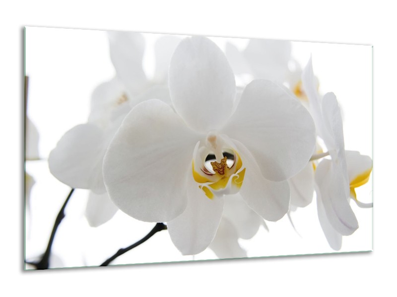Canvas schilderij Orchidee | Wit, Geel,, Zwart | 120x70cm 1Luik