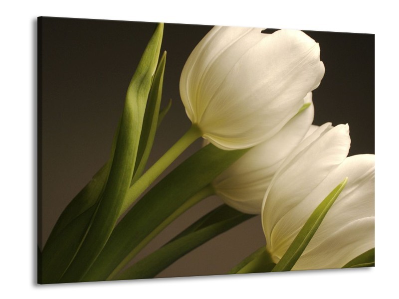 Glas schilderij Tulpen | Groen, Wit, Grijs | 100x70cm 1Luik