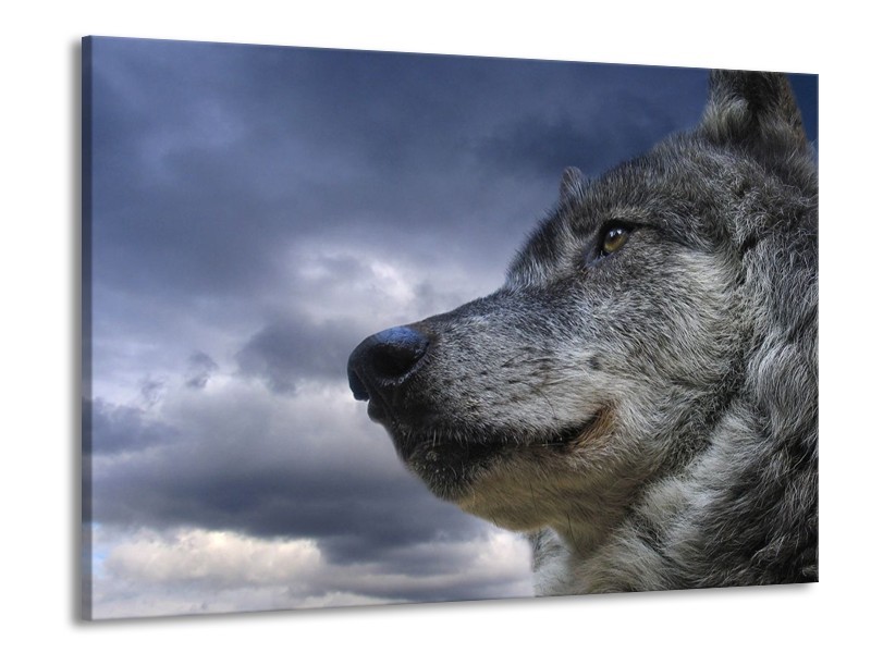 Canvas schilderij Wolf | Grijs, Blauw, Wit | 100x70cm 1Luik