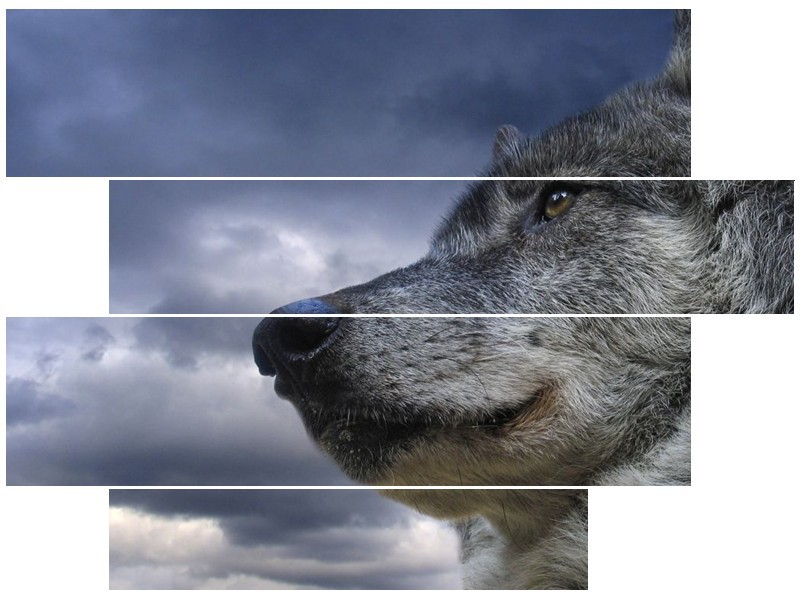 Glas schilderij Wolf | Grijs, Blauw, Wit | 115x85cm 4Luik