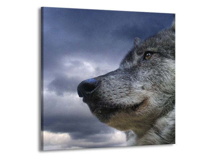 Canvas schilderij Wolf | Grijs, Blauw, Wit | 50x50cm 1Luik