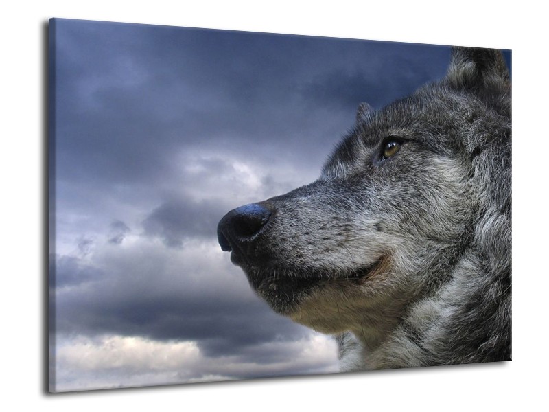 Canvas schilderij Wolf | Grijs, Blauw, Wit | 70x50cm 1Luik