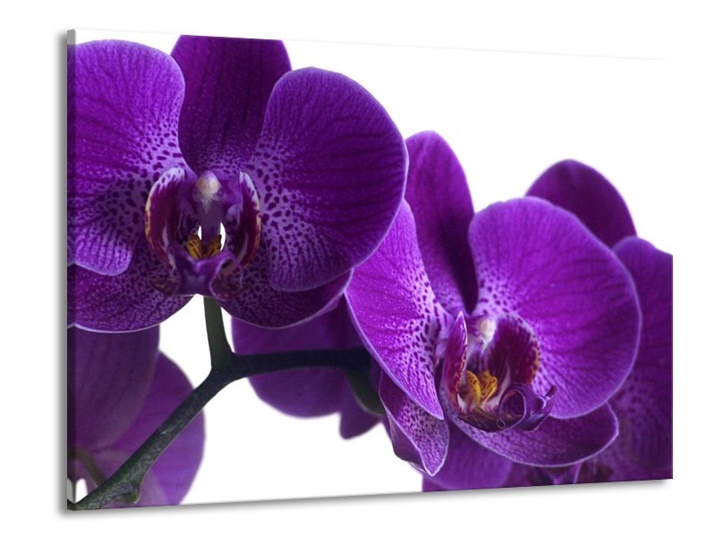 Canvas schilderij Orchidee | Paars, Wit, Zwart | 100x70cm 1Luik