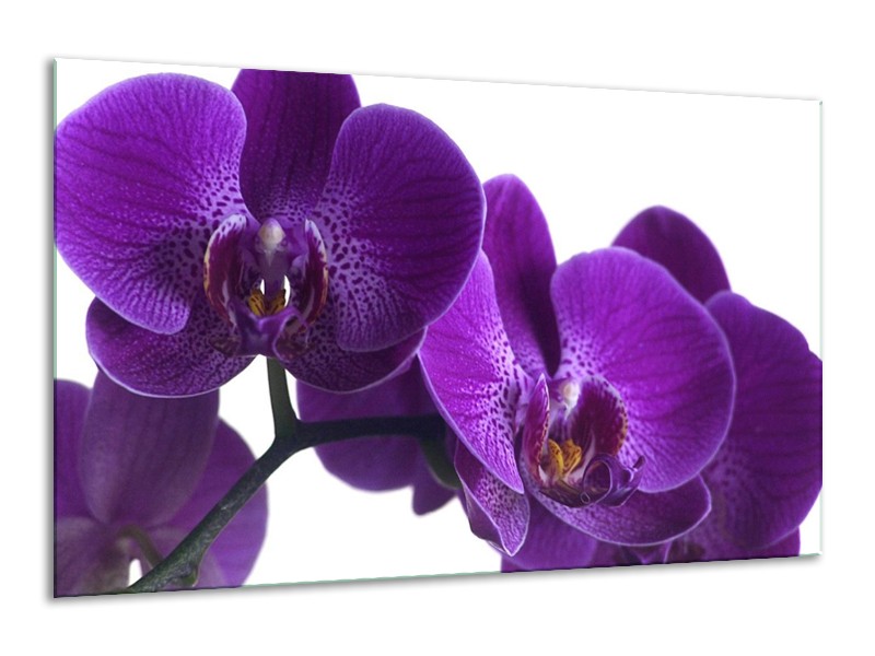 Canvas schilderij Orchidee | Paars, Wit, Zwart | 120x70cm 1Luik